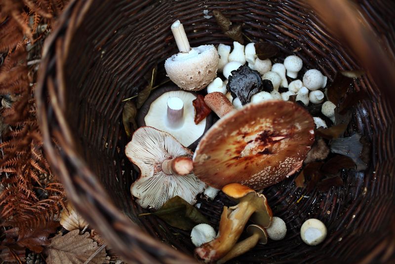 central-croatia-feature-mushrooms