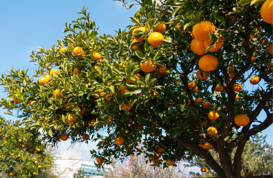 jeju-island-tangerines