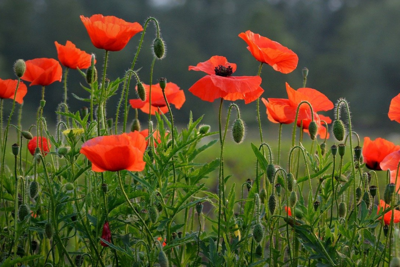 50-Facts-Flanders-Fields-7